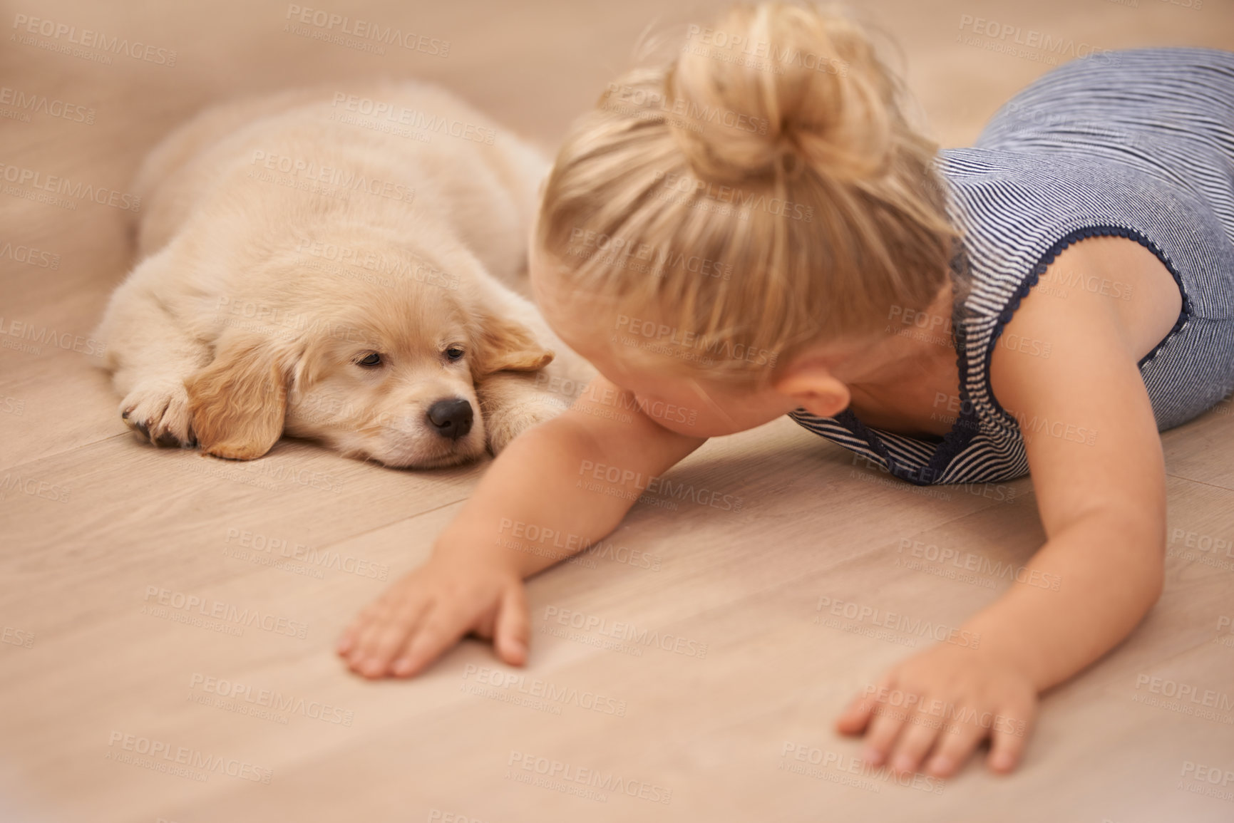 Buy stock photo Child, puppy and hug with rest, floor and pet with love at house. Kid, dog and golden retriever or sleepy labrador with sleeping, bonding and sharing together with tired look and animals or pets