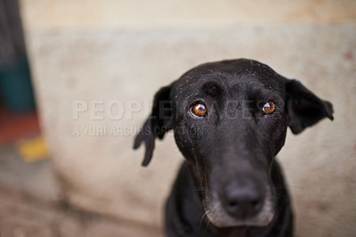 Buy stock photo Shot of an ownerless dog out on the street