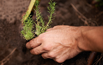 Buy stock photo Cropped shot of a man&#039;s hand planting a plant