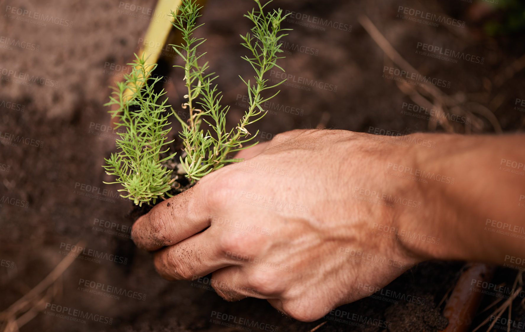 Buy stock photo Cropped shot of a man&#039;s hand planting a plant