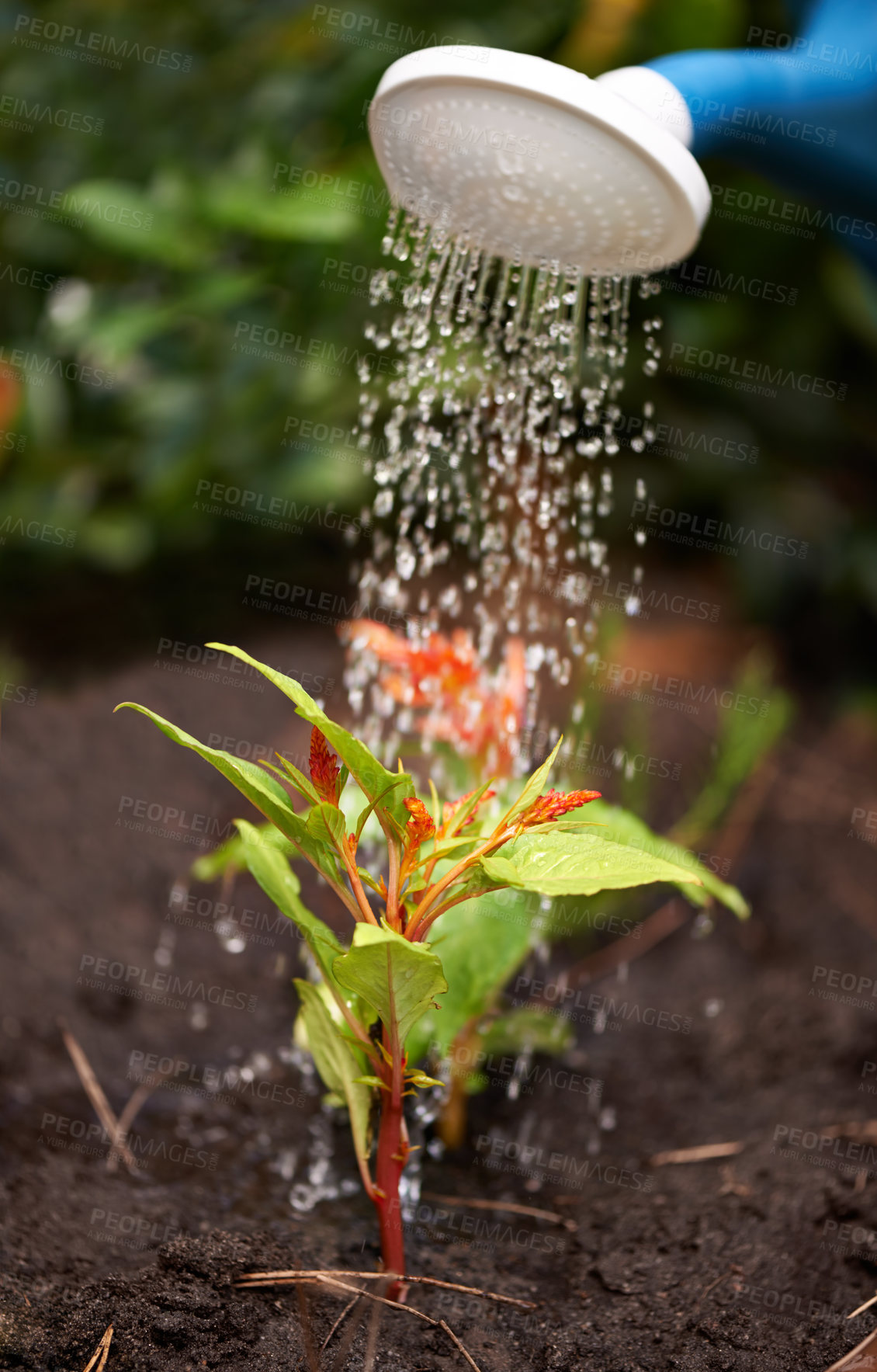 Buy stock photo Plant, soil and watering can for fresh, grow and hope for nature, environment and sustainability. Water, flower and tool for gardening, horticulture and agriculture for eco friendly, care and spring