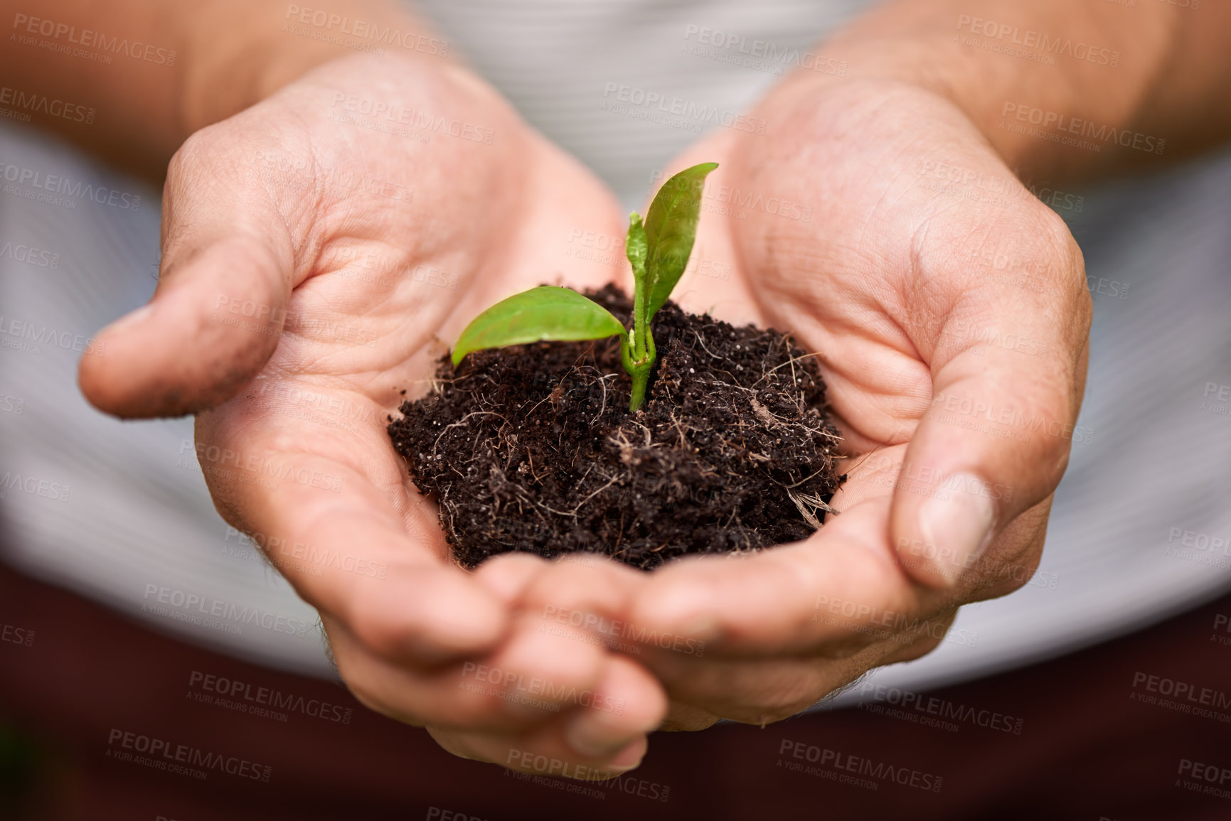 Buy stock photo Cropped shot of a man&#039;s hands holding a pile of soil with a budding plant