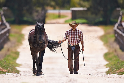 Buy stock photo Cowboy, leading or horse by reins on farm for walk or colt training on western ranch in country. Strong, stallion or healthy animal of american quarter thoroughbred, outdoor and exercise for bonding