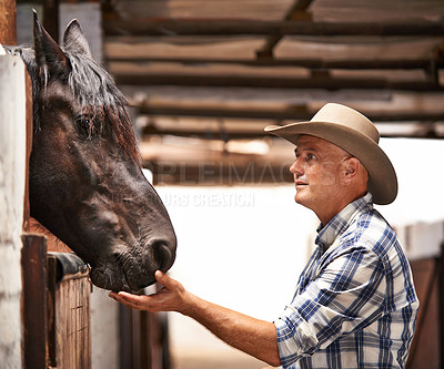 Buy stock photo Man, farmer and helping a horse in stable for care with bonding, feeding and support in Texas. Mature, male person and cowboy in ranch with domestic animal in countryside for agriculture work.