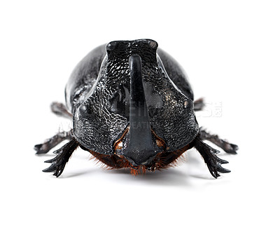 Buy stock photo Bug, insect and rhinoceros beetle on a white background for wildlife, zoology and natural ecosystem. Animal mockup, nature and studio closeup of isolated creature for environment, entomology and pest