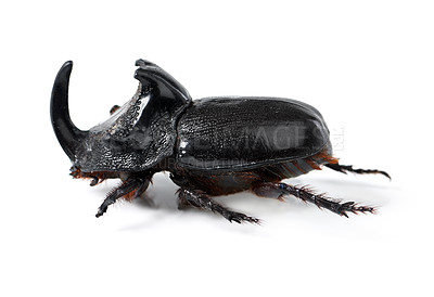 Buy stock photo Rhino beetle, insect and bug on a white background in studio for wildlife, zoology and natural ecosystem. Animal mockup, side view and closeup of creature body for environment, entomology and nature