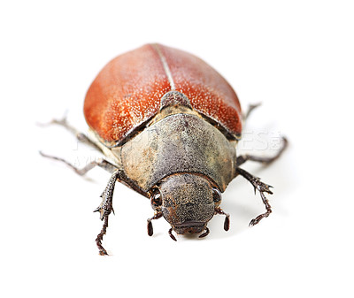 Buy stock photo Nature, bug and insect with beetle in studio for environment, zoology and fauna. Animal, natural and wildlife with closeup of creature isolated on white background for mockup, pest and ecosystem