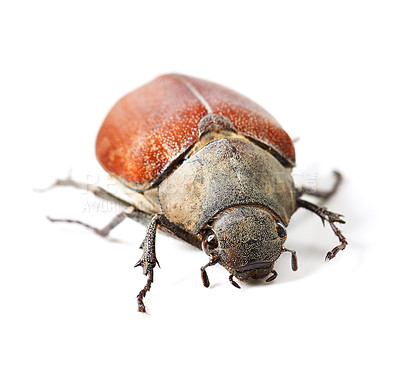 Buy stock photo Wildlife, bug and insect with closeup of beetle in studio for environment, zoology and fauna. Animal, natural and biodiversity with creature isolated on white background for mockup, pest or ecosystem