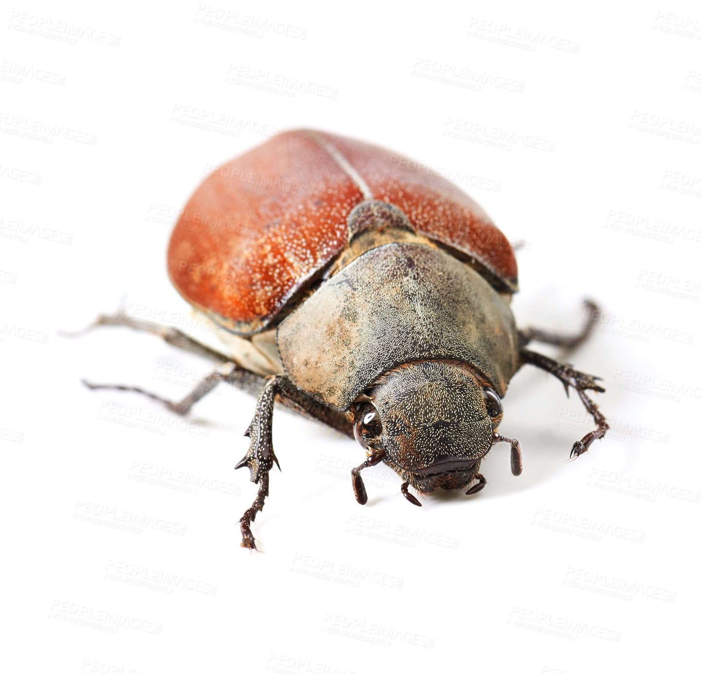 Buy stock photo Wildlife, bug and insect with closeup of beetle in studio for environment, zoology and fauna. Animal, natural and biodiversity with creature isolated on white background for mockup, pest or ecosystem