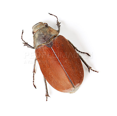 Buy stock photo Top view, insect and closeup of beetle in studio for environment, zoology and fauna. Animal, natural and wildlife with bug creature isolated on white background for mockup, pest and nature ecosystem