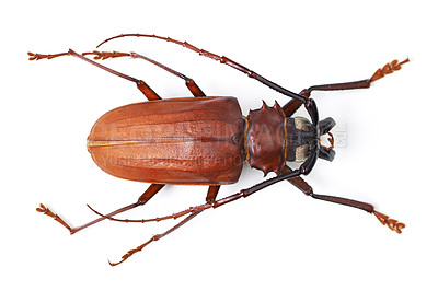 Buy stock photo Top view, insect and titan beetle on a white background in studio for wildlife, zoology and natural ecosystem. Animal mockup, nature and closeup of creature for environment, entomology study and pest