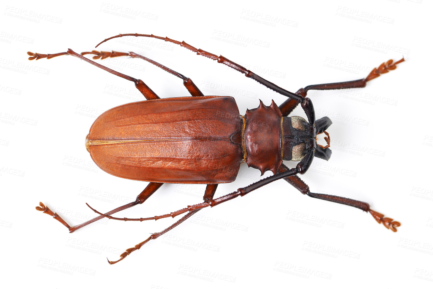 Buy stock photo Top view, insect and titan beetle on a white background in studio for wildlife, zoology and natural ecosystem. Animal mockup, nature and closeup of creature for environment, entomology study and pest