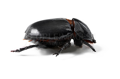 Buy stock photo Environment, insect and closeup of beetle in studio for nature, zoology and fauna. Animal, natural and wildlife with bug creature isolated on white background for mockup, pest and ecosystem