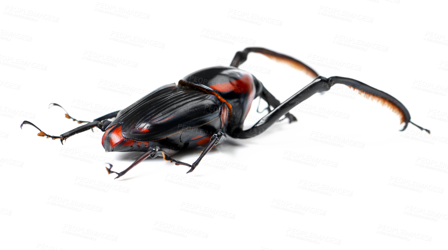 Buy stock photo Bug, nature and beetle on a white background in studio for wildlife, zoology and natural ecosystem. Animal mockup, insect and closeup of isolated palm weevil for environment, entomology and biology