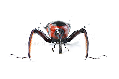 Buy stock photo Bug, insect and beetle in studio for wildlife, zoology and natural ecosystem on white background. Animal mockup, nature and closeup of isolated weevil creature for environment, entomology and biology