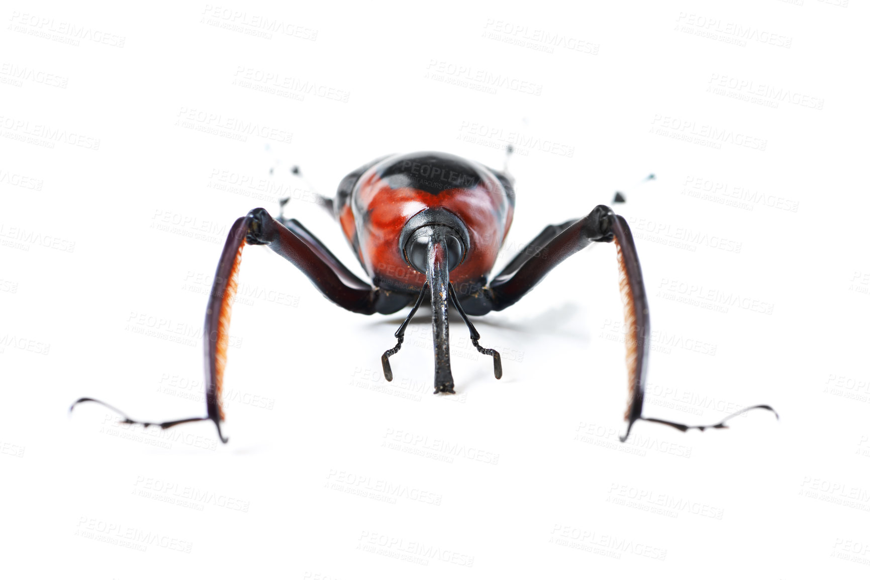 Buy stock photo Bug, insect and beetle in studio for wildlife, zoology and natural ecosystem on white background. Animal mockup, nature and closeup of isolated weevil creature for environment, entomology and biology