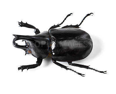 Buy stock photo Bug, insect and black beetle on a white background in studio for wildlife, zoology and natural ecosystem. Animal mockup, beetles and top view of isolated creature for environment, entomology and pest