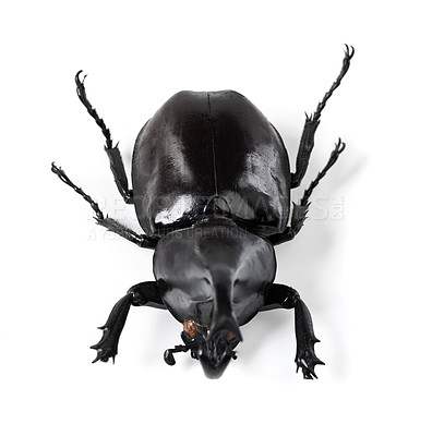 Buy stock photo Closeup shot of a rhinoceros beetle