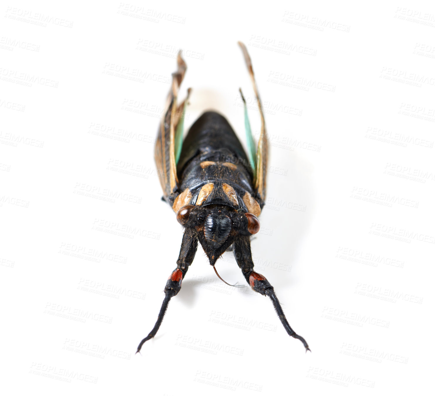 Buy stock photo Isolated fly, studio and white background for insect closeup for study, nature or analysis for biology. Bug, animal and zoom of anatomy, eyes and research with color, body and entomology by backdrop