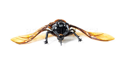 Buy stock photo Insects, wings and beetle with horn, front and white background, aesthetic bug for analysis and study. Bugs, science and insect collection display for entomology research, studying and education