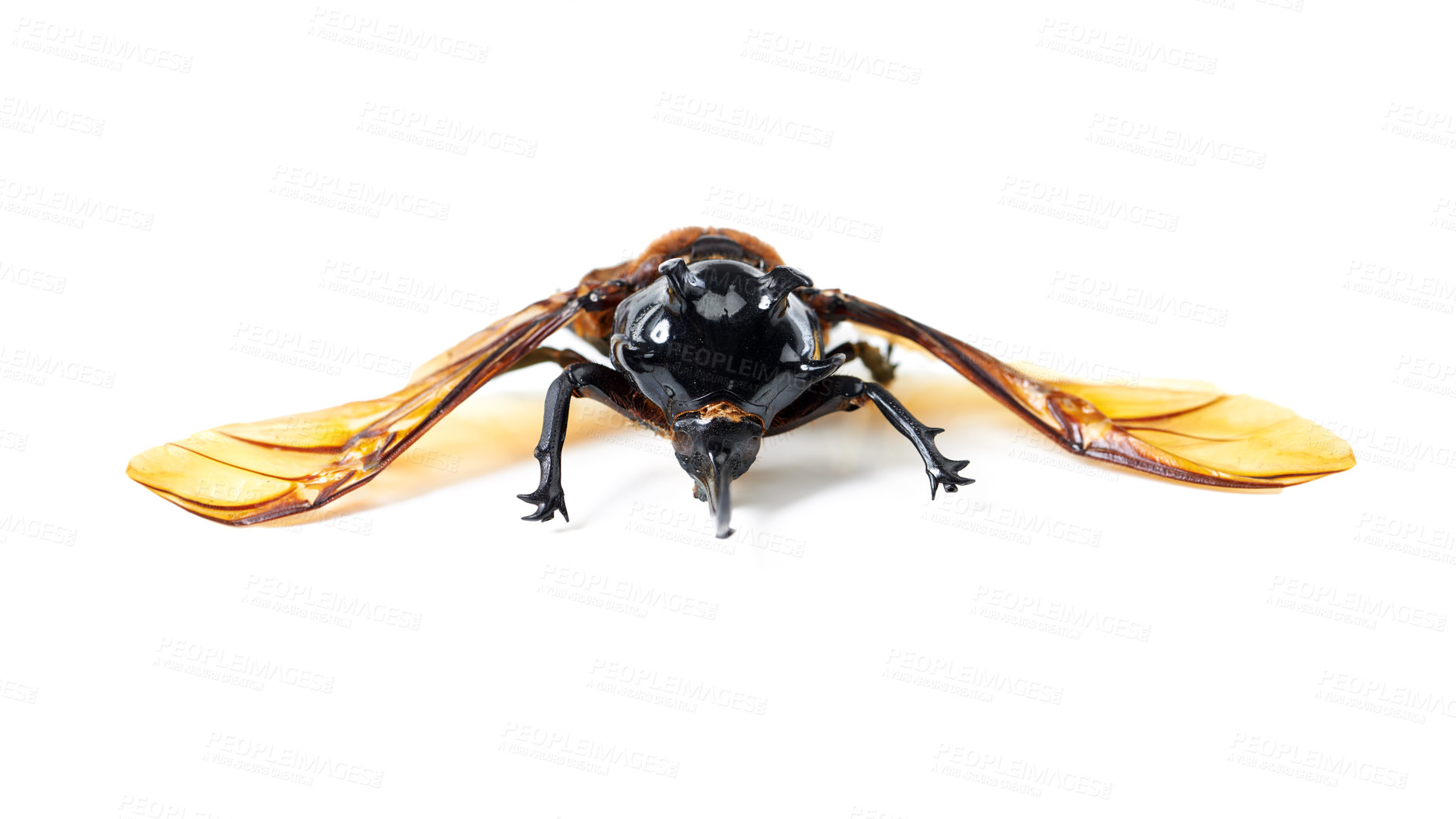 Buy stock photo Insects, wings and beetle with horn, front and white background, aesthetic bug for analysis and study. Bugs, science and insect collection display for entomology research, studying and education