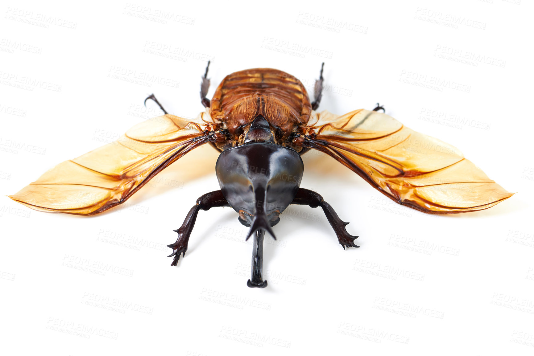 Buy stock photo Nature, wings and beetle in white background, front view of aesthetic bug for analysis and study, Bugs, science and insect collection for entomology research, studying and creature education or hobby