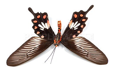 Buy stock photo Nature, insect and bug with butterfly in studio for environment, fauna and ecosystem. Natural, wildlife and biodiversity with closeup of moth isolated on white background for antenna, wings or mockup