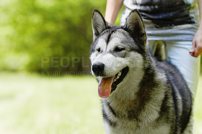 Buy stock photo Husky dog, person and playing in park for walking, training or bonding together in summer sunshine. Pet, puppy and owner in nature, backyard or garden with love, friends or care by blurred background