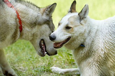 Buy stock photo Dogs, play and park with animal meeting on grass in summer together with pet. Nature, dog and husky friends outdoor on a field with puppy, animals and pets on a lawn feeling happy in countryside