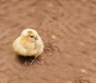 Buy stock photo A little chick standing on the ground outdoors