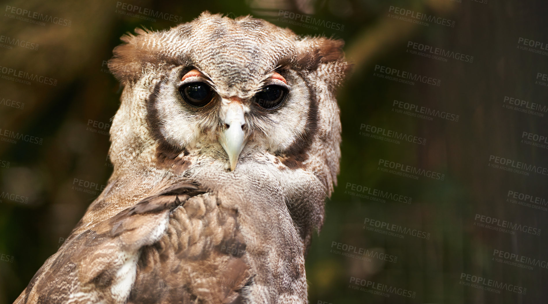 Buy stock photo Bird, owl and relax in outdoors, wildlife and nocturnal animal in zoo enclosure or aviary sanctuary. Animal, peace and calm predator in nature or forest and closeup, relax and fly creature outside