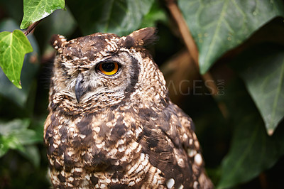 Buy stock photo Bird, owl and relax in outdoors, nature and nocturnal animal in zoo enclosure or sanctuary. Animal, peace and calm predator in nature or forest and closeup, relax and fly creature isolated outside