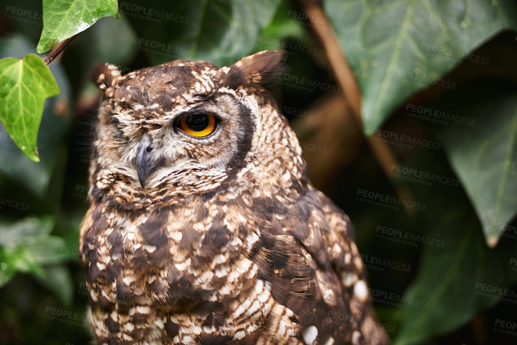 Buy stock photo Bird, owl and relax in outdoors, nature and nocturnal animal in zoo enclosure or sanctuary. Animal, peace and calm predator in nature or forest and closeup, relax and fly creature isolated outside