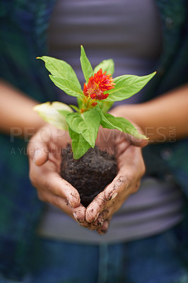 Buy stock photo Plant, soil and hand with leaf for flower, bloom and grow in nature or natural environment for eco. Seed, growth and cupping dirt for sustainable or gardening for garden design or earth in spring