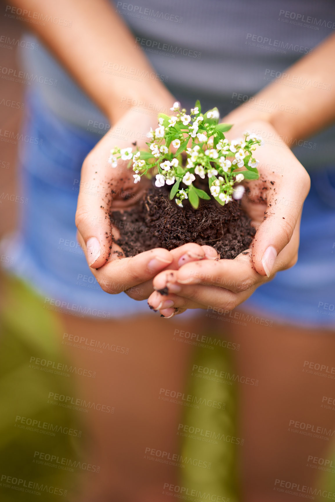 Buy stock photo Cropped shot of a young woman's hands holding a seedling