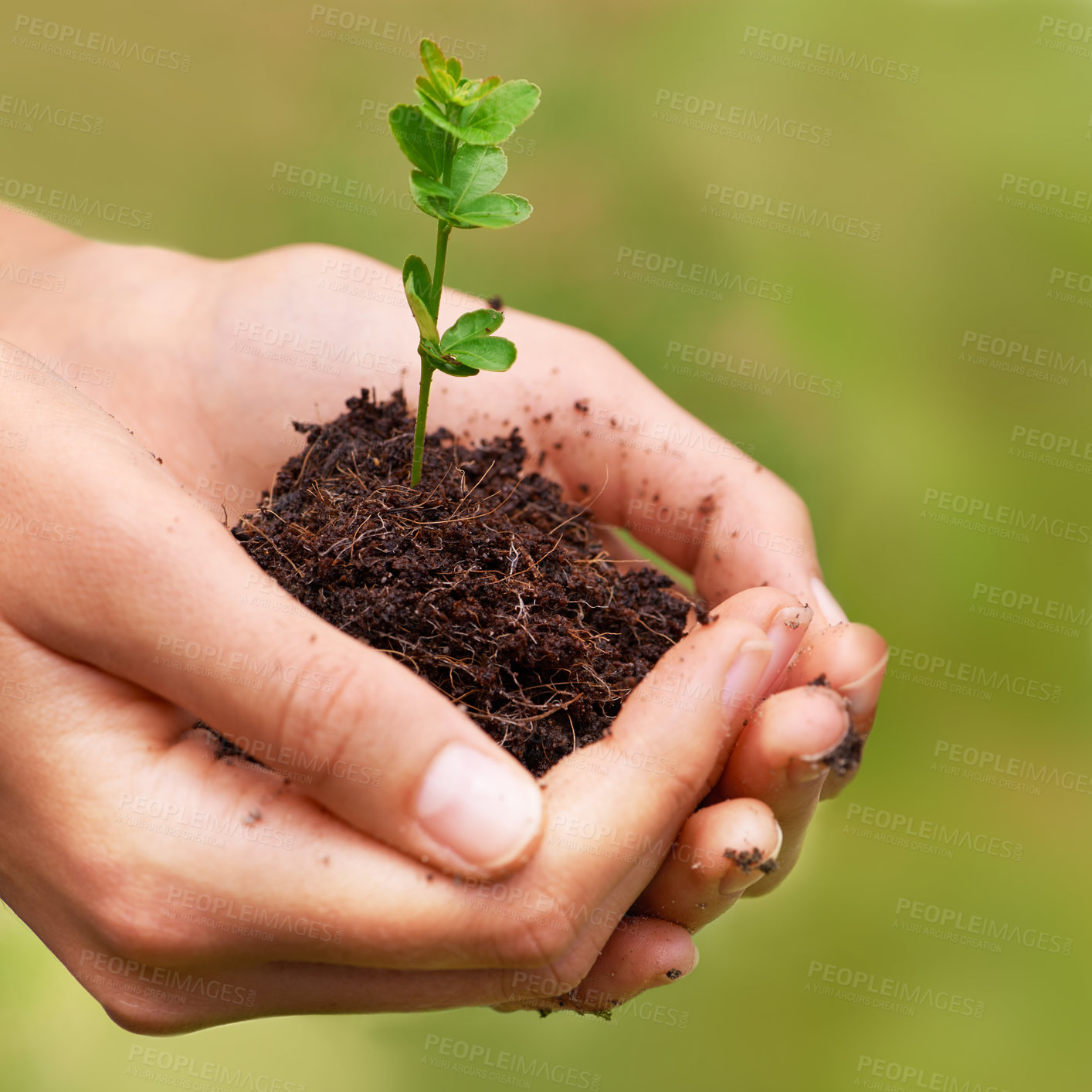 Buy stock photo Soil, environment and hands of woman with plant for eco friendly, agriculture or agro gardening. Dirt, sustainable and closeup of female person with blooming flower in nature for outdoor horticulture