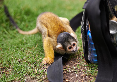 Buy stock photo Monkey, outdoor and grass in nature at zoo sanctuary for rehabilitation care with bag for curiosity, habitat or wildlife. Animal, black capped squirrel primate and Indonesia, travel or environment