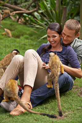 Buy stock photo Nature, zoo and monkey with couple together for wildlife rescue, outdoor activity or interactive experience. Conservation, date and happy people for bonding, holiday or travel at animal sanctuary