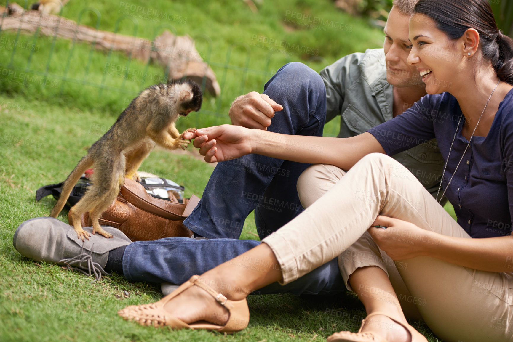 Buy stock photo Nature, animal and monkey with couple together for wildlife rescue, outdoor activity or interactive experience. Conservation, zoo and happy man and woman for bonding, holiday or travel at sanctuary
