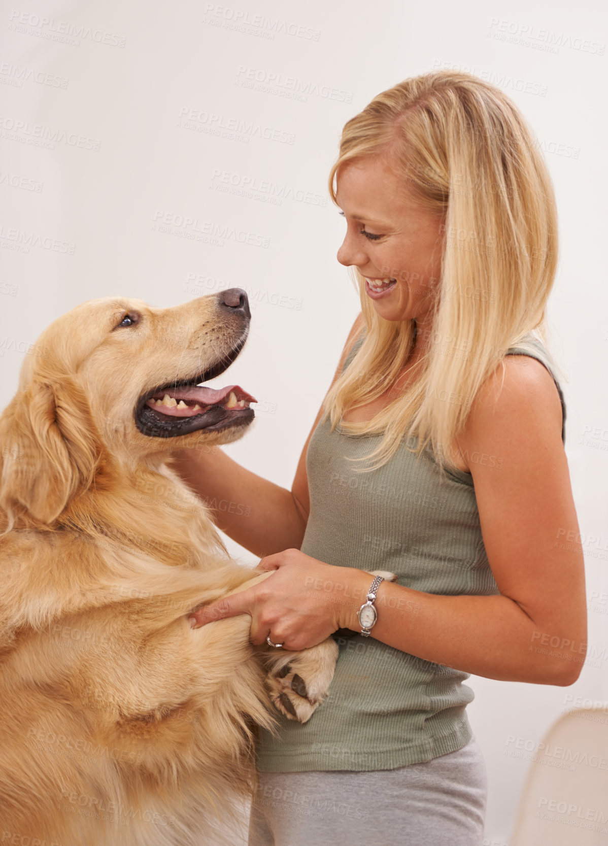 Buy stock photo A young woman and dog having playful fun at home. Smiling female playing with her curious trained canine golden labrador retriever inside. Showing affection by petting and rubbing while she smiles