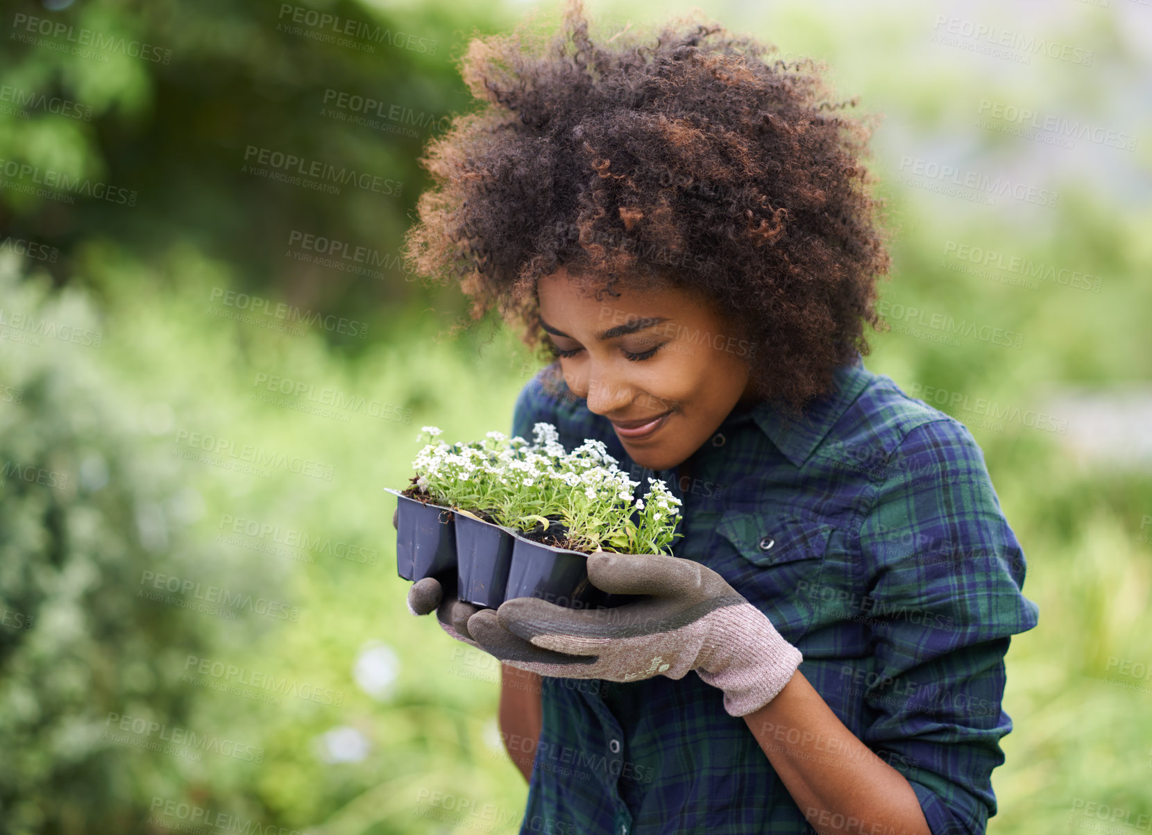 Buy stock photo Shot of a happy young woman holding a tray of seedlings for the garden