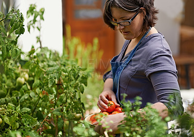 Buy stock photo A middle-aged woman picking home-grown tomatoes in her garden