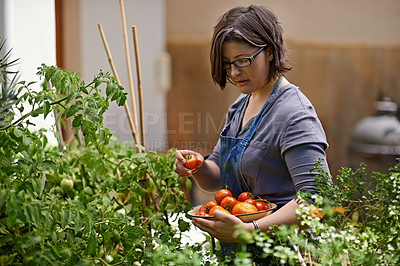 Buy stock photo Agriculture, food and woman with tomatoes in garden for growth, health or summer sustainability. Farm, nature and spring with confident mature person farming or picking vegetables in greenhouse