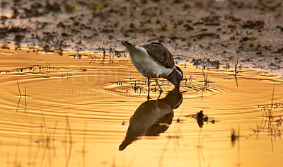 Buy stock photo Bird, water and drink in natural habitat for conservation, ecosystem and environment for wildlife. Killdeer, urban and sunset with wetland in California, nature and indigenous animal in lake.