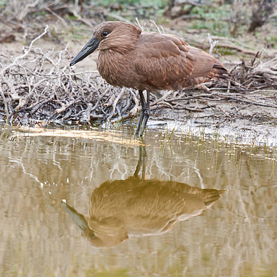 Buy stock photo Bird, wetland and stand in natural habitat for conservation, ecosystem and environment for wildlife. Hammerhead or hamerkop, Africa and river in Madagascar, nature and feathered animal in lake.