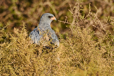 Buy stock photo Bird, hawk and tree in nature for ecology with ecosystem, feathers and wings outdoor in natural habitat. Wild animal, eagle and carnivore in woods or environment for hunting, predator and wildlife