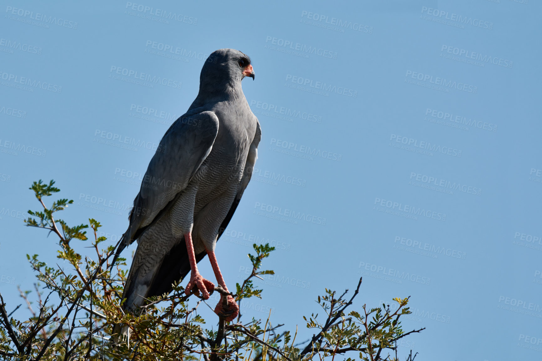 Buy stock photo A majestic bird of prey in it's natural habitat