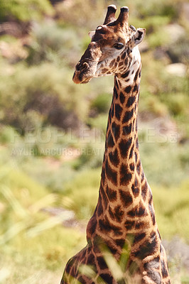 Buy stock photo Giraffe, closeup and natural habitat on safari, game reserve and wildlife observation in conservation environment. Africa, tall animal on dry field, travel and tourist attraction in savannah