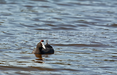 Buy stock photo A rare bird gently floating on a pond