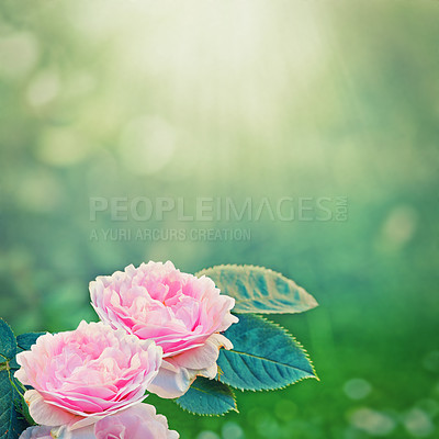Buy stock photo Roses, pink and garden or nature for spring with blossom, growth and plants on a green background and sunshine. Colorfu flowers, petals and leaves in morning light for romance, love and summer mockup
